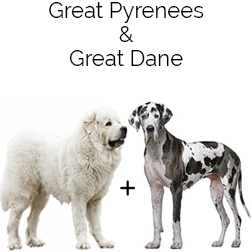 Great Pyredane Dog